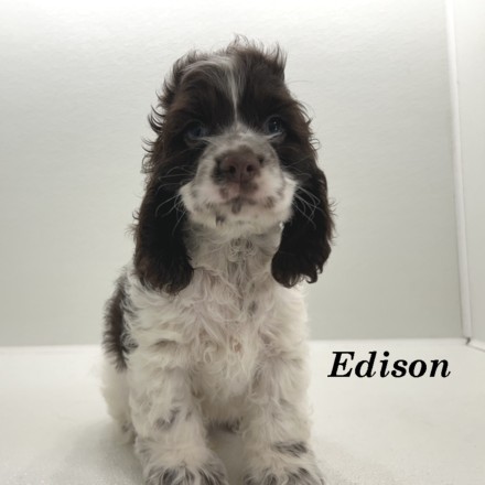 puppy, for, sale, Cocker Spaniel, Joe & Cherri  Overlease, dog, breeder, Miller, MO, dog-breeder, puppy-for-sale, forsale, nearby, find, puppyfind, locator, puppylocator, aca